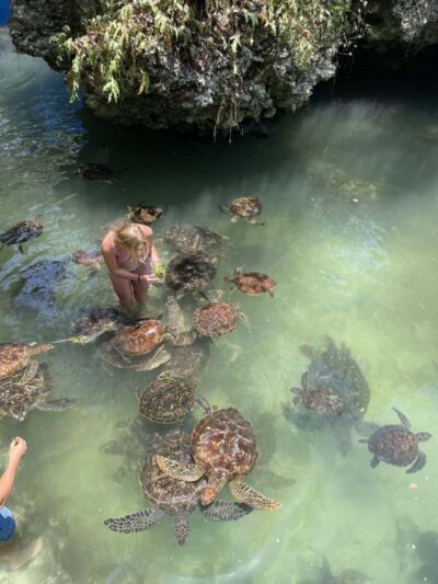 ZANZIBAR: Sea Turtle Swimming & Feeding Experience in NUNGWI - Baraka Aquarium vs the Natural Lagoon: which one fits your day