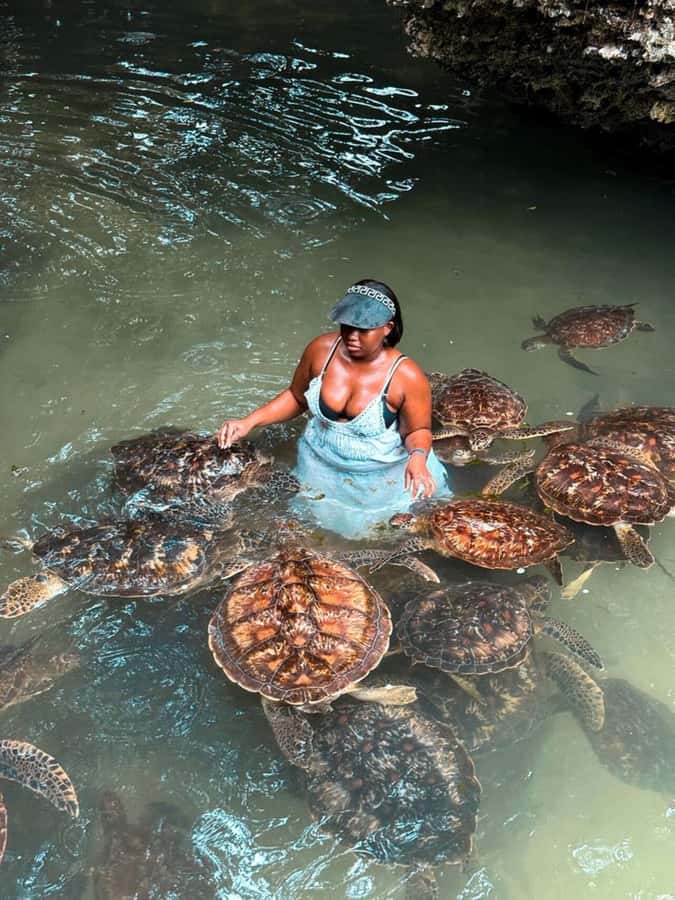 ZANZIBAR: Sea Turtle Swimming & Feeding Experience in NUNGWI - Price and value: is $65 per person actually fair?