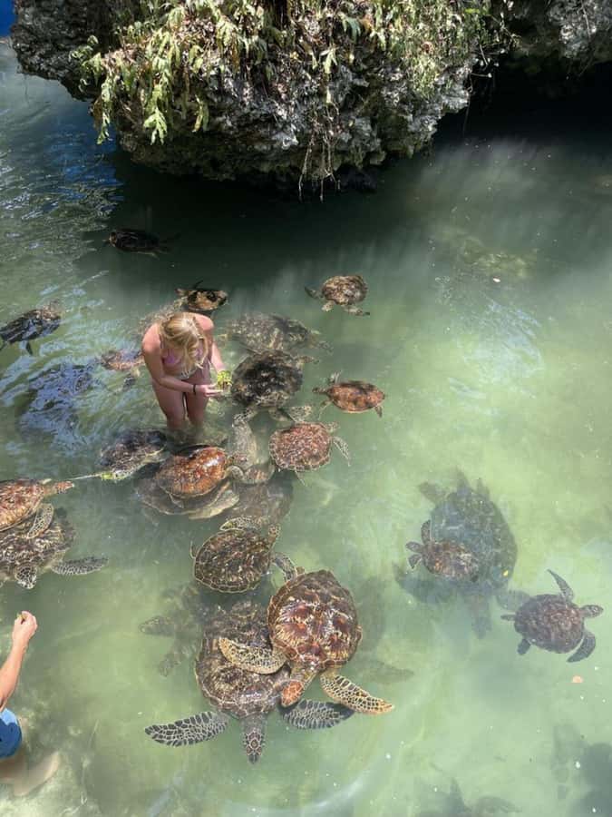 ZANZIBAR: Sea Turtle Swimming & Feeding Experience in NUNGWI - Baraka Aquarium vs the Natural Lagoon: which one fits your day